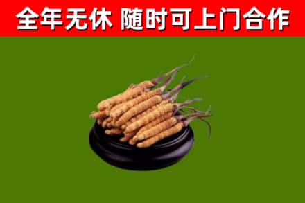 烟台市回收散虫草